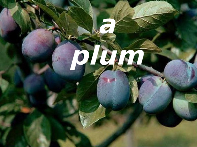 a plum