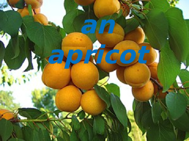 an apricot