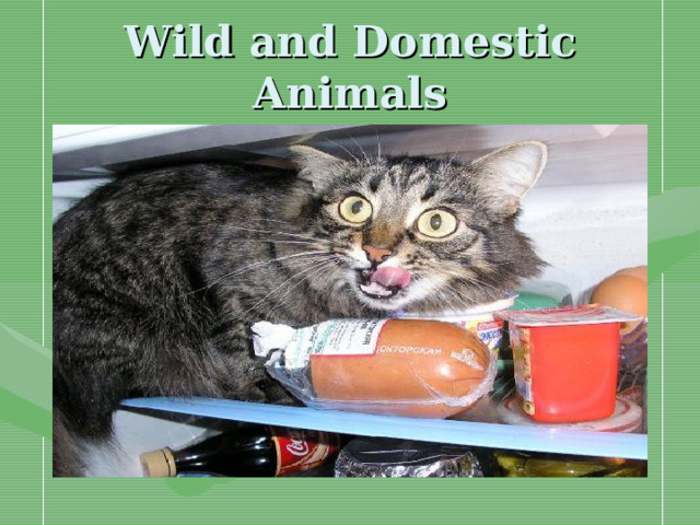 Wild and Domestic Animals