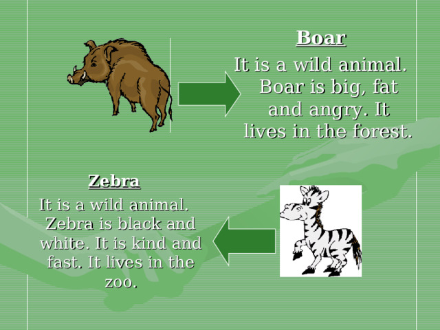 Boar It is a wild animal. Boar is big, fat and angry. It lives in the forest. Zebra It is a wild animal. Zebra is black and white. It is kind and fast. It lives in the zoo.