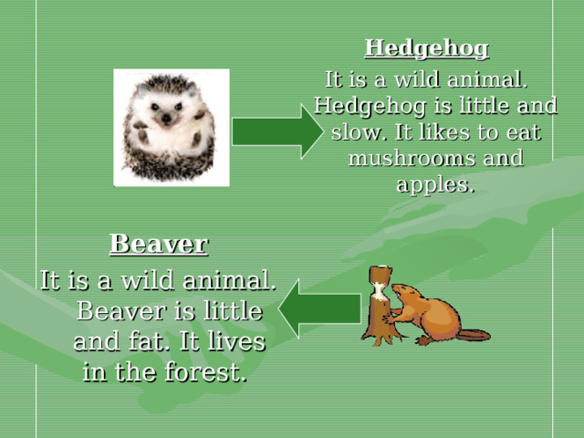 Hedgehog It is a wild animal. Hedgehog is little and slow. It likes to eat mushrooms and apples. Beaver It is a wild animal. Beaver is little and fat. It lives in the forest.