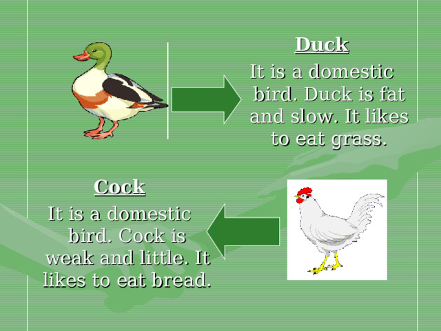 Duck It is a domestic bird. Duck is fat and slow. It likes to eat grass. Cock It is a domestic bird. Cock is weak and little. It likes to eat bread.