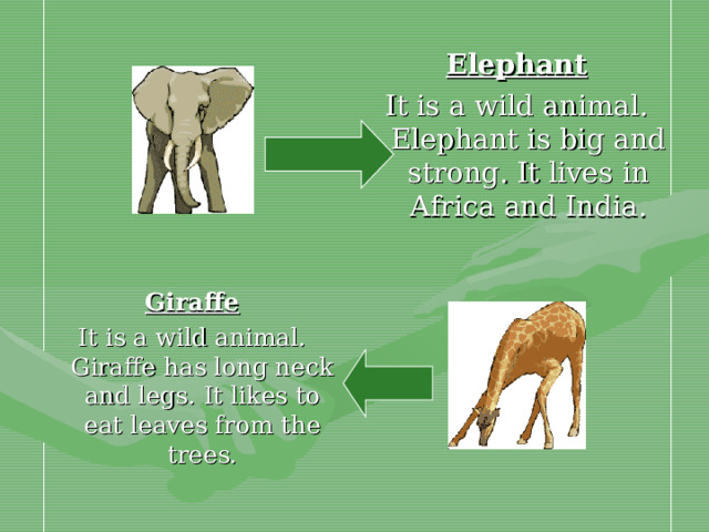 Elephant It is a wild animal. Elephant is big and strong. It lives in Africa and India. Giraffe It is a wild animal. Giraffe has long neck and legs. It likes to eat leaves from the trees.