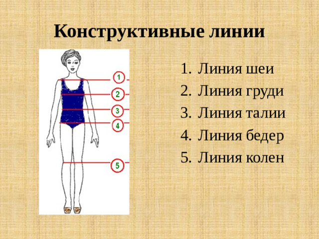 Конструктивные линии Линия шеи Линия груди Линия талии Линия бедер Линия колен