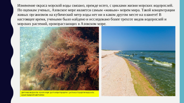 Изменение окраса морской воды связано, прежде всего, с циклами жизни морских водорослей. По оценкам ученых, Азовское море является самым «живым» морем мира. Такой концентрации живых организмов на кубический метр воды нет ни в каком другом месте на планете! В настоящее время, учеными было найдено и исследовано более трехсот видов водорослей и морских растений, произрастающих в Азовском море.