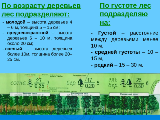 По густоте лес подразделяю на: По возрасту деревьев лес подразделяют: -  молодой – высота деревьев 4 – 6 м, толщина 5 – 15 см; -  средневозрастной – высота деревьев 6 – 10 м, толщина около 20 см; -   спелый – высота деревьев более 10м, толщина более 20–25 см. - Густой – расстояние между деревьями менее 10 м, - средней густоты – 10 – 15 м, - редкий – 15 – 30 м.