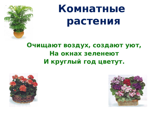 Комнатные растения Очищают воздух, создают уют, На окнах зеленеют И круглый год цветут.