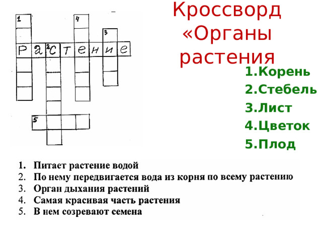 Кроссворд «Органы растения 1.Корень 2.Стебель 3.Лист 4.Цветок 5.Плод