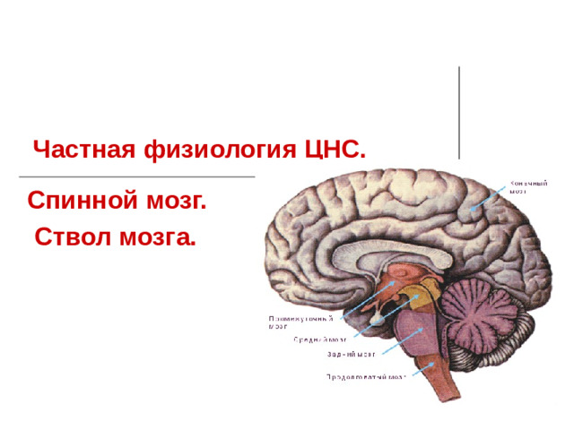 Частная физиология ЦНС.   Спинной мозг.  Ствол мозга.