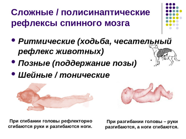 С помощью сухожильных рефлексов (рефлексов растяжения) в клинике   можно определить:   1. На каком уровне спинного мозга локализован патологический процесс.    2. Определить недостаточность или избыточность возбуждения нервных центров.   3. Установить сторону поражения спинного мозга.