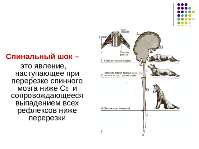 Восходящие пути : Тонкий пучок (Голля) Клиновидный пучок (Бурдаха) Спиноталамический путь  Спиномозжечковый путь Нисходящие пути: Пирамидальный Руброспинальный  Вестибулоспинальный Ретикулоспинальный  Тектоспинальный