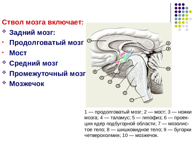 Спинальный шок –  это явление, наступающее при перерезке спинного мозга ниже С 5 и сопровождающееся выпадением всех рефлексов ниже перерезки