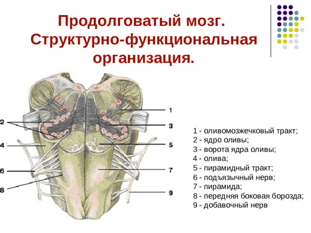 Ствол мозга включает: Задний мозг: Продолговатый мозг Мост Средний мозг Промежуточный мозг Мозжечок   1 — продолговатый мозг; 2 — мост; 3 — ножки мозга; 4 — таламус; 5 — гипофиз; 6 — проек-ция ядер подбугорной области; 7 — мозолис-тое тело; 8 — шишковидное тело; 9 — бугорки четверохолмия; 10 — мозжечок.