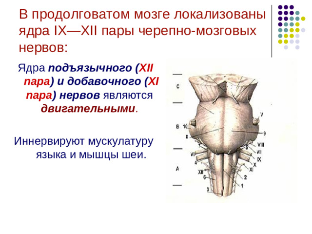 Продолговатый мозг за счет  своих ядерных образований и ретикулярной формации принимает участие в реализации:   вегетативных, соматических, вкусовых, слуховых, вестибулярных рефлексов.