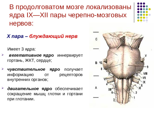 В продолговатом мозге локализованы ядра IX — XII пары черепно-мозговых нервов:   Ядра подъязычного ( XII пара ) и добавочного ( XI пара ) нервов  являются двигательными .   Иннервируют мускулатуру языка и мышцы шеи.