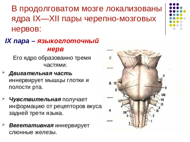 В продолговатом мозге локализованы ядра I Х— XII пары черепно-мозговых нервов:   X пара – блуждающий нерв   Имеет 3 ядра:  вегетативное ядро иннервирует гортань, ЖКТ, сердце;   чувствительное ядро получает информацию от рецепторов внутренних органов;