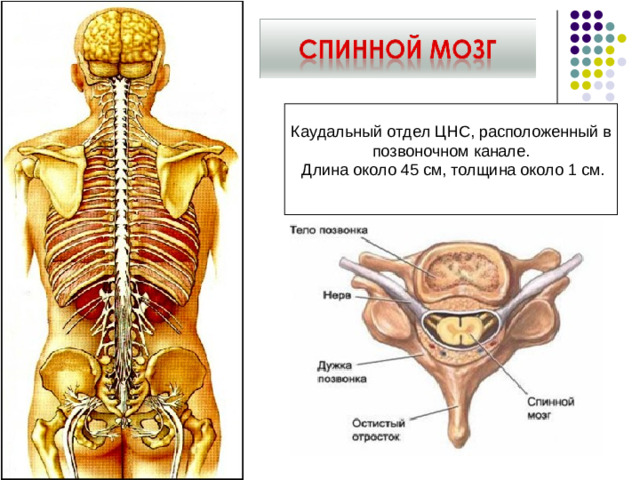 Каудальный отдел ЦНС, расположенный в позвоночном канале.  Длина около 45 см, толщина около 1 см.