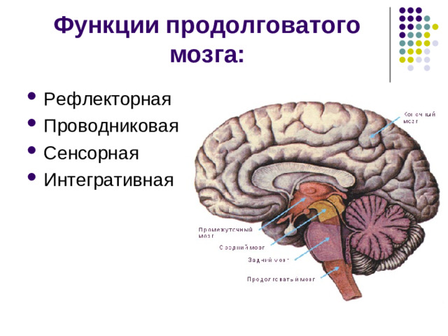 В продолговатом мозге локализованы ядра I Х— XII пары черепно-мозговых нервов:   IX пара – языкоглоточный нерв Его ядро образованно тремя частями: Двигательная часть иннервирует мышцы глотки и полости рта. Чувствительная получает информацию от рецепторов вкуса задней трети языка. Вегетативная иннервирует слюнные железы.