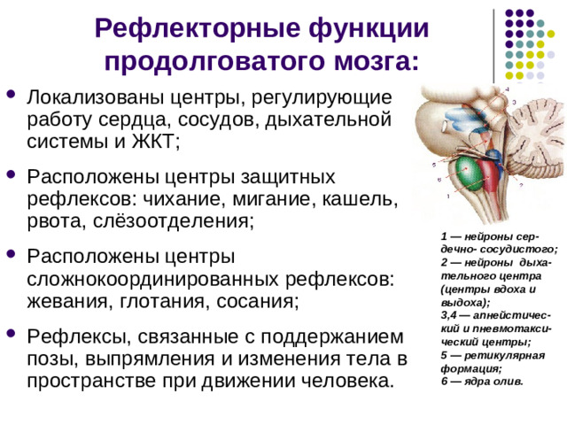 Функции продолговатого мозга: