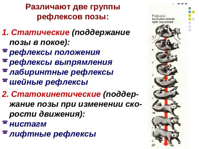 Рефлекторные функции продолговатого мозга: Локализованы центры, регулирующие работу сердца, сосудов, дыхательной системы и ЖКТ; Расположены центры защитных рефлексов: чихание, мигание, кашель, рвота, слёзоотделения; Расположены центры сложнокоординированных рефлексов: жевания, глотания, сосания; Рефлексы, связанные с поддержанием позы, выпрямления и изменения тела в пространстве при движении человека. 1 — нейроны сер-дечно- сосудистого;  2 — нейроны  дыха-тельного центра (центры вдоха и выдоха);  3,4 — апнейстичес-кий и пневмотакси-ческий центры;  5 — ретикулярная формация;  6 — ядра олив.