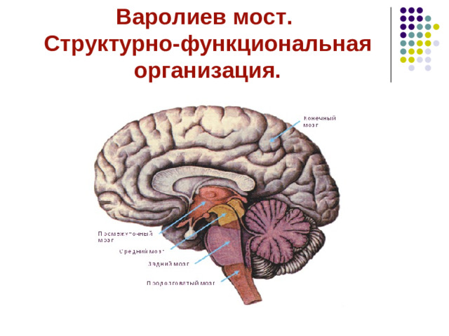 Проводниковая функция продолговатого мозга В продолговатом мозге берут начало : оливоспинальный тракт ретикулоспинальный тракт Здесь заканчиваются : нисходящий кортикоретикулярный путь восходящие пути Голя и Бурдаха Проходят транзитом : спиноталамический путь  кортикоспинальный путь руброспинальный путь вестибулоспинальный путь тектоспинальный и спиномозжечковый пути   обеспечивают тонус и координацию сокращения мышц