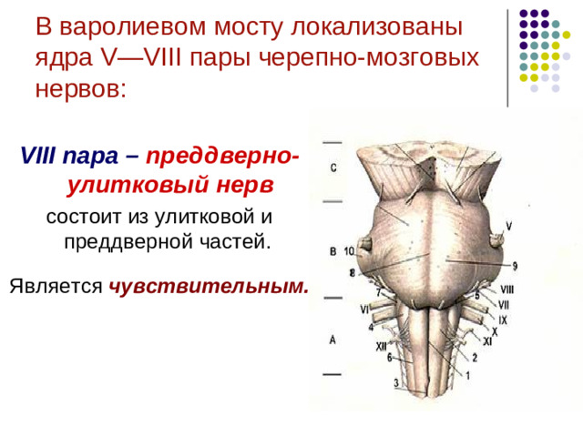 Варолиев мост.  Структурно-функциональная организация.