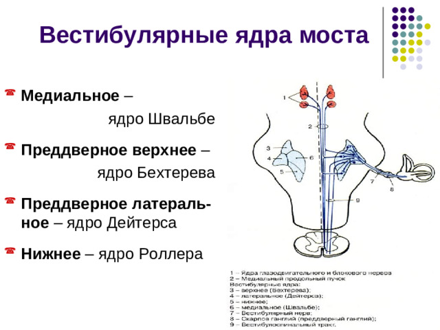 В варолиевом мосту локализованы ядра V — VIII пары черепно-мозговых нервов:   VIII пара – преддверно-улитковый нерв состоит из улитковой и преддверной частей. Является чувствительным.