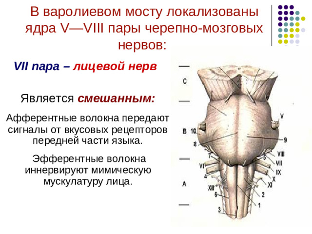 Вестибулярные ядра моста Медиальное – ядро Швальбе Преддверное верхнее – ядро Бехтерева