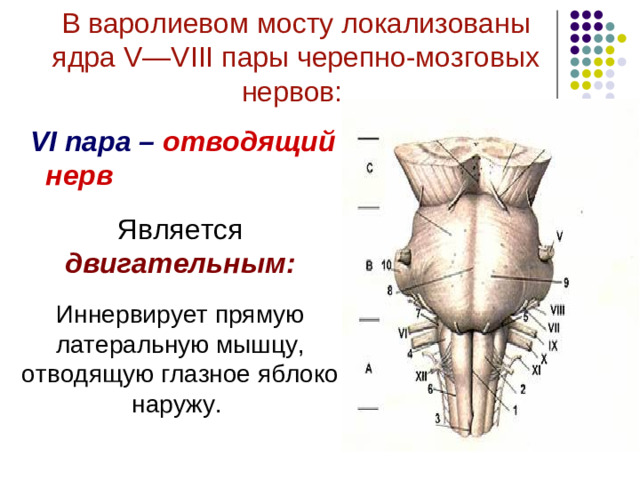 В варолиевом мосту локализованы ядра V — VIII пары черепно-мозговых нервов:    VII пара – лицевой нерв  Является смешанным:  Афферентные волокна передают сигналы от вкусовых рецепторов передней части языка.  Эфферентные волокна иннервируют мимическую мускулатуру лица .