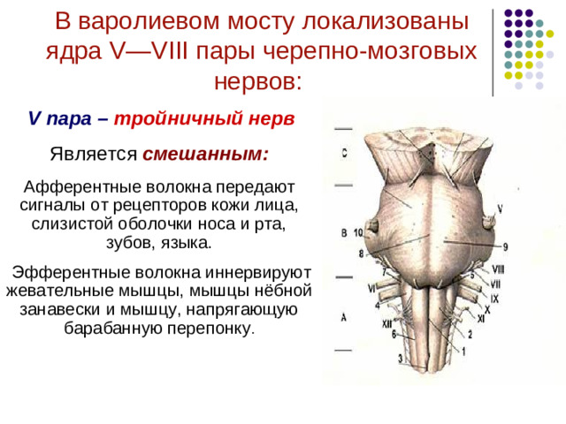 В варолиевом мосту локализованы ядра V — VIII пары черепно-мозговых нервов:    VI пара – отводящий нерв  Является двигательным:  Иннервирует прямую латеральную мышцу, отводящую глазное яблоко наружу.