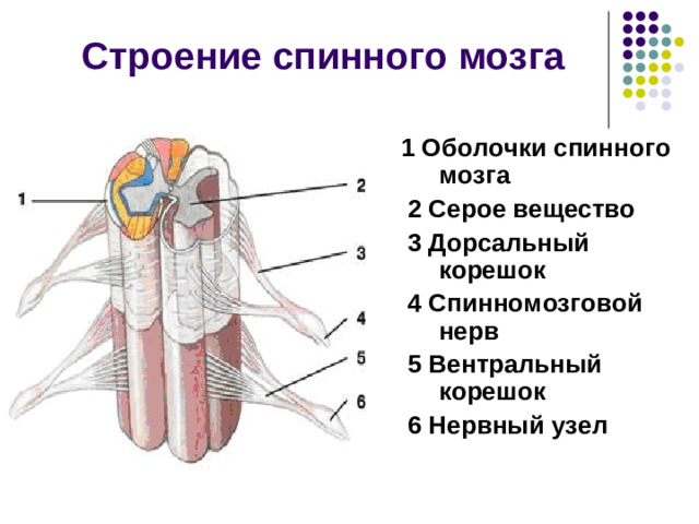 Строение спинного мозга 1 Оболочки спинного мозга  2 Серое вещество  3 Дорсальный корешок  4 Спинномозговой нерв  5 Вентральный корешок  6 Нервный узел