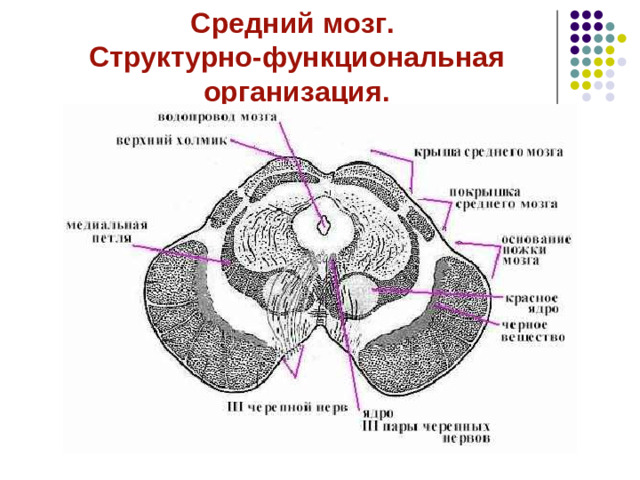 Сенсорная функция моста В сенсорных ядрах моста происходит анализ следующих видов чувствительности: