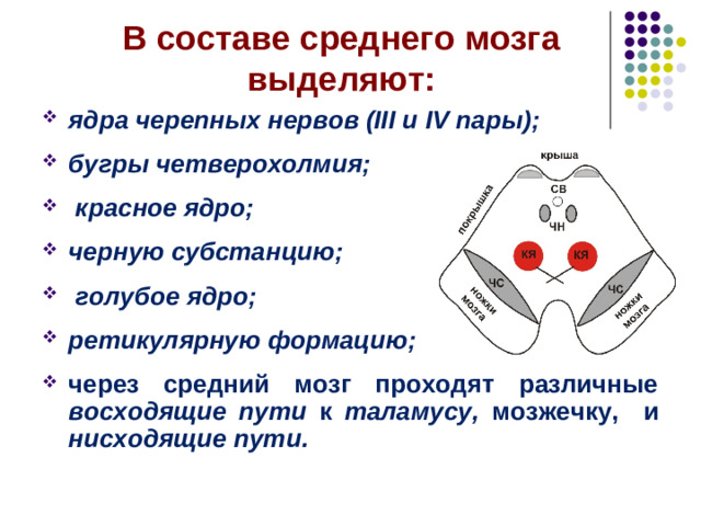 Средний мозг.  Структурно-функциональная организация.