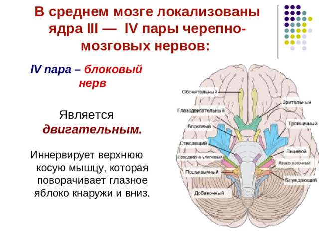 В составе среднего мозга выделяют:   ядра черепных нервов (III и IV пары);   бугры четверохолмия;   красное ядро;  черную субстанцию;   голубое ядро;  ретикулярную формацию;  через средний мозг проходят различные восходящие пути к таламусу, мозжечку, и нисходящие пути.