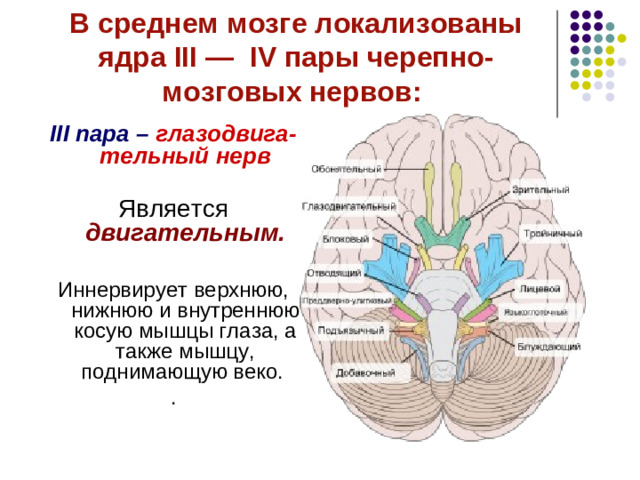 В среднем мозге локализованы ядра III — IV пары черепно-мозговых нервов:    IV пара – блоковый нерв Является двигательным.  Иннервирует верхнюю косую мышцу, которая поворачивает глазное яблоко кнаружи и вниз.