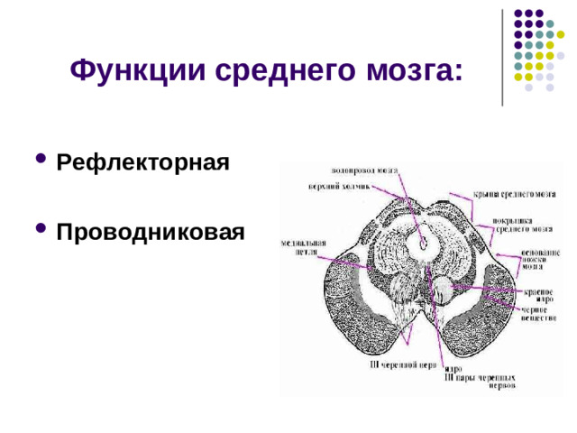 В среднем мозге локализованы ядра III — IV пары черепно-мозговых нервов:    III пара – глазодвига-тельный нерв Является двигательным.  Иннервирует верхнюю, нижнюю и внутреннюю косую мышцы глаза, а также мышцу, поднимающую веко. .