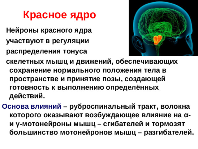 Бугры четверохолмия нижние бугры Расположен первичный слуховой центр верхние бугры Расположен первичный зрительный центр Функция бугров четверохолмия:  организация старт-рефлексов (ориентировочных) на внезапные , нераспознанные зрительные и звуковые  сигналы