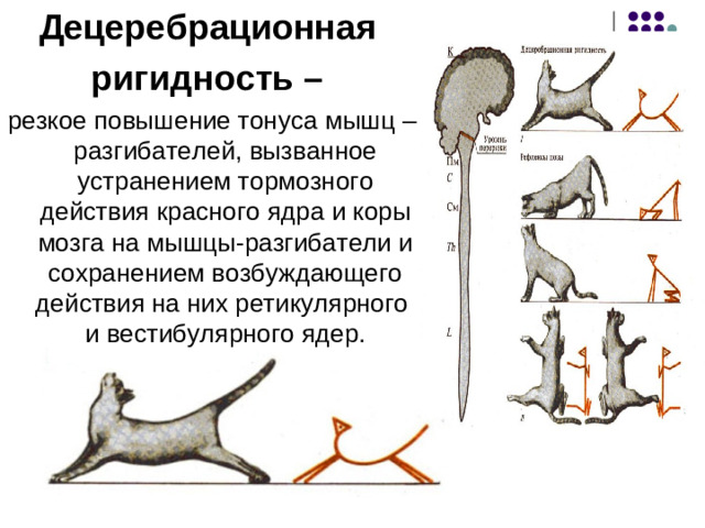 Красное ядро  Нейроны красного ядра  участвуют в регуляции  распределения тонуса  скелетных мышц и движений, обеспечивающих сохранение нормального положения тела в пространстве и принятие позы, создающей готовность к выполнению определённых действий. Основа влияний – руброспинальный тракт, волокна которого оказывают возбуждающее влияние на α - и γ -мотонейроны мышц – сгибателей и тормозят большинство мотонейронов мышц – разгибателей.