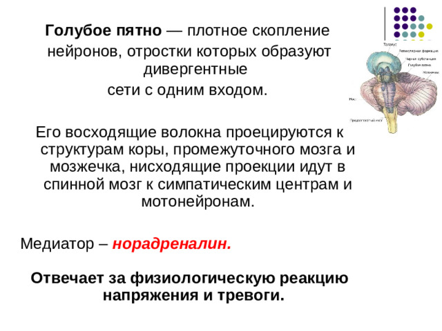 Повреждение черной субстанции или снижение синтеза дофамина –  болезнь Паркинсона:  тремор ригидность снижение моторной  активности