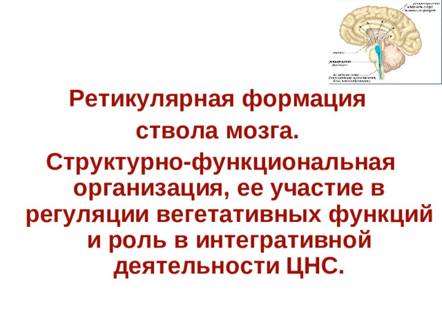 Проводниковая функция среднего мозга Через средний мозг проходят: