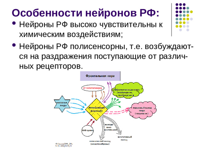 Ретикулярная формация – это связанный практически со всеми структурами ЦНС комплекс полиморфных нейронов различных размеров с огромным количеством коллатералей и отростков, между которыми имеются тесные контакты в виде химических и электрических синапсов, расположенных от спинного мозга до ядер таламуса.