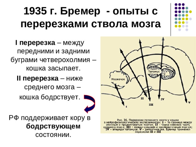 Особенности нейронов РФ: