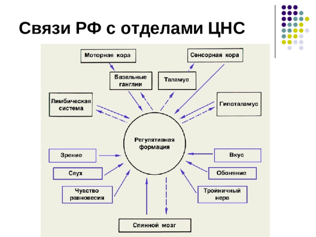 1935 г.  Бремер - опыты с перерезками ствола мозга I перерезка – между передними и задними буграми четверохолмия – кошка засыпает. II перерезка – ниже среднего мозга – кошка бодрствует. РФ поддерживает кору в бодрствующем состоянии.