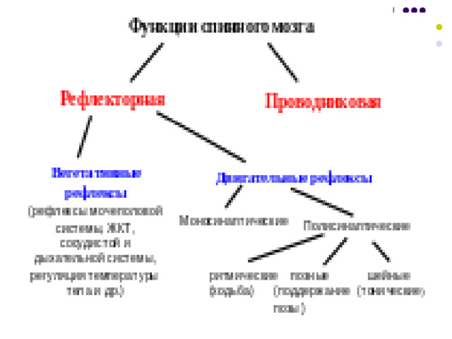 Функции спинного мозга  Рефлекторная Проводниковая Вегетативные рефлексы (рефлексы мочеполовой системы, ЖКТ, сосудистой и дыхательной системы, регуляция температуры тела и др.) Двигательные рефлексы  Моносинаптические  Полисинаптические   шейные (тонические )  ритмические (ходьба)   позные (поддержание позы)