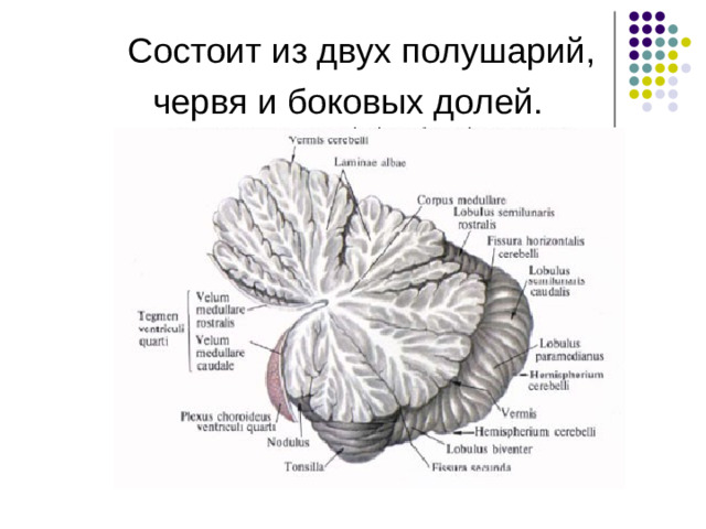 Мозжечок.  Структурно-функциональная организация.