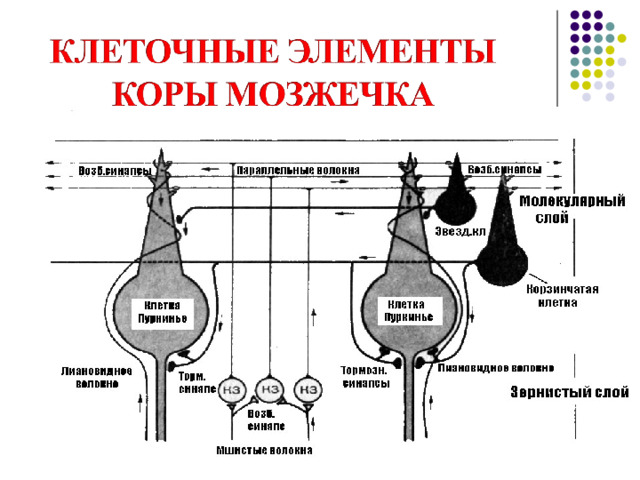 Кора мозжечка имеет специфическое, нигде в ЦНС не повторяющееся строение.  Верхний (1) слой – молекулярный , состоит из параллельных волокон, разветвлений дендритов и аксонов 2 и 3 слоёв. В нижней части молекулярного слоя встречаются корзинчатые и звёздчатые клетки , которые обеспечивают взаимодействие клеток Пуркинье.  Средний (2) слой - ганглиозный образован клетками Пуркинье , выстроенными в один ряд и имеющими самую мощную в ЦНС дендритную систему.  Аксоны клеток Пуркинье являются единственным путем, с помощью которого кора мозжечка передает информацию в его ядра и ядра структуры большого мозга.