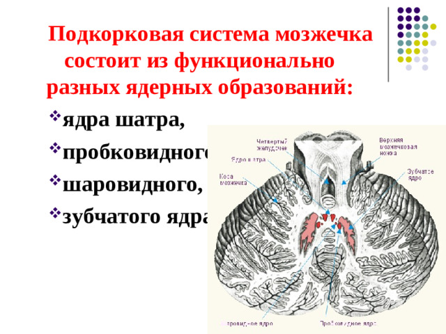 Схема основных межнейронных связей мозжечка КП – клетки Пуркинье КЗ – клетки – зёрна КК – корзинчатые клетки ЗК – звёздчатые клетки «+» - возбуждающее влияние «-» - тормозное влияние