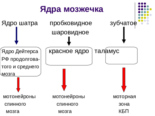 Подкорковая система мозжечка состоит из функционально разных ядерных образований: