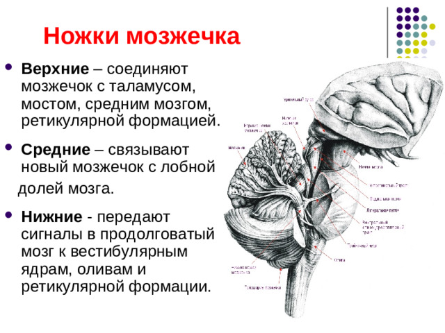 Ядра мозжечка Ядро шатра  пробковидное   зубчатое      шаровидное Ядро Дейтерса красное ядро  таламус РФ продолгова- того и среднего мозга  мотонейроны  мотонейроны   моторная  спинного   спинного    зона  мозга   мозга    КБП