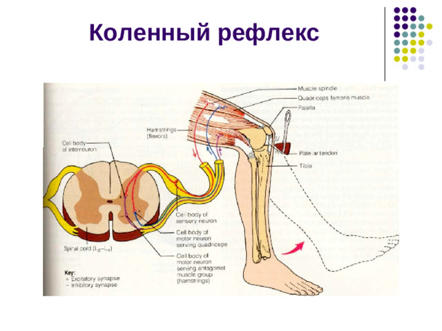 Функции спинного мозга  Рефлекторная Проводниковая Вегетативные рефлексы (рефлексы мочеполовой системы, ЖКТ, сосудистой и дыхательной системы, регуляция температуры тела и др.) Двигательные рефлексы  Моносинаптические  Полисинаптические  ритмические (ходьба)   шейные (тонические )   позные (поддержание позы)